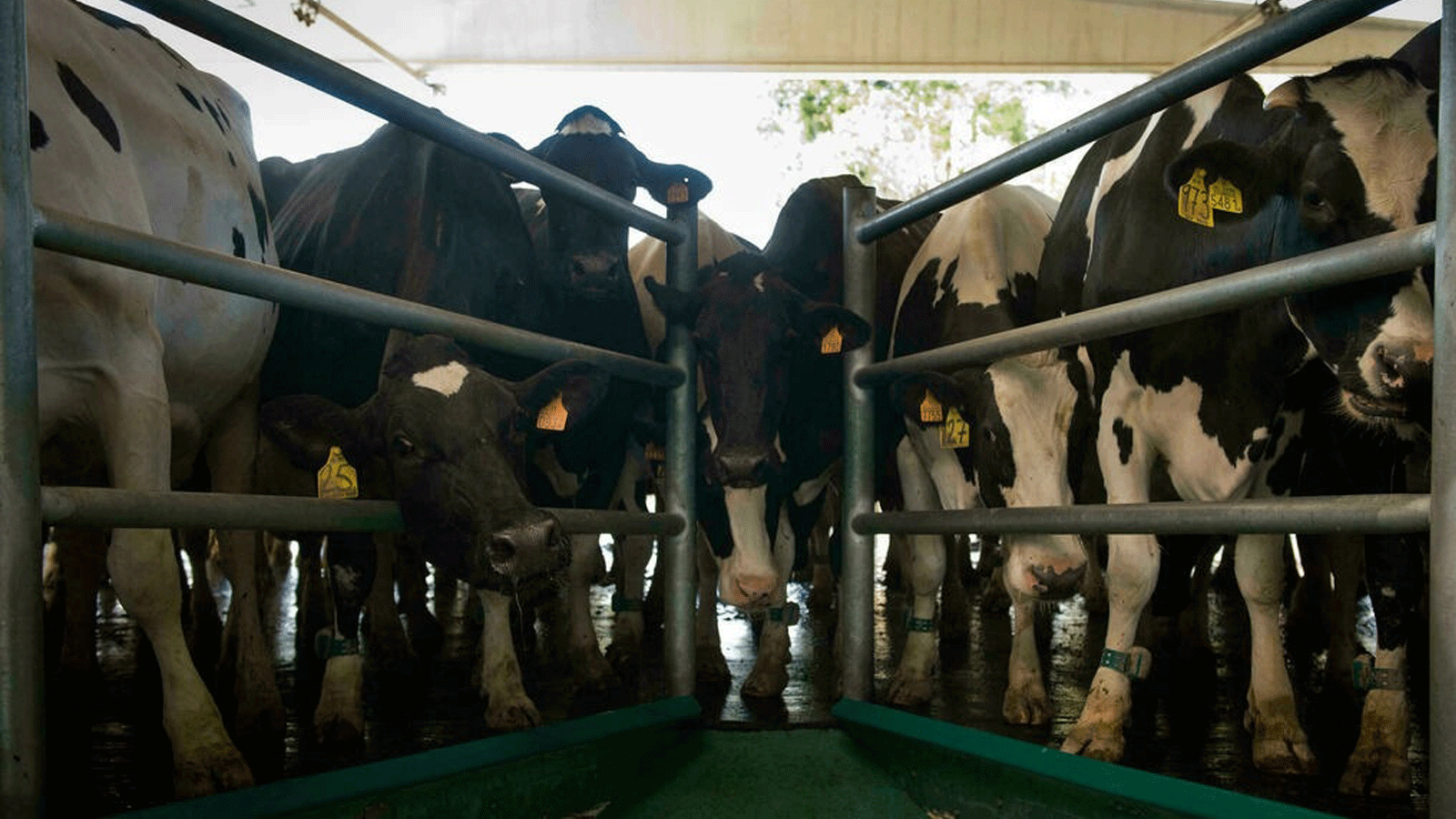 نمو قطاع الثروة الحيوانية في إسبانيا مدفوع بالطلب الخارجي على اللحوم وخاصة من الصين، وكذلك من داخل إسبانيا