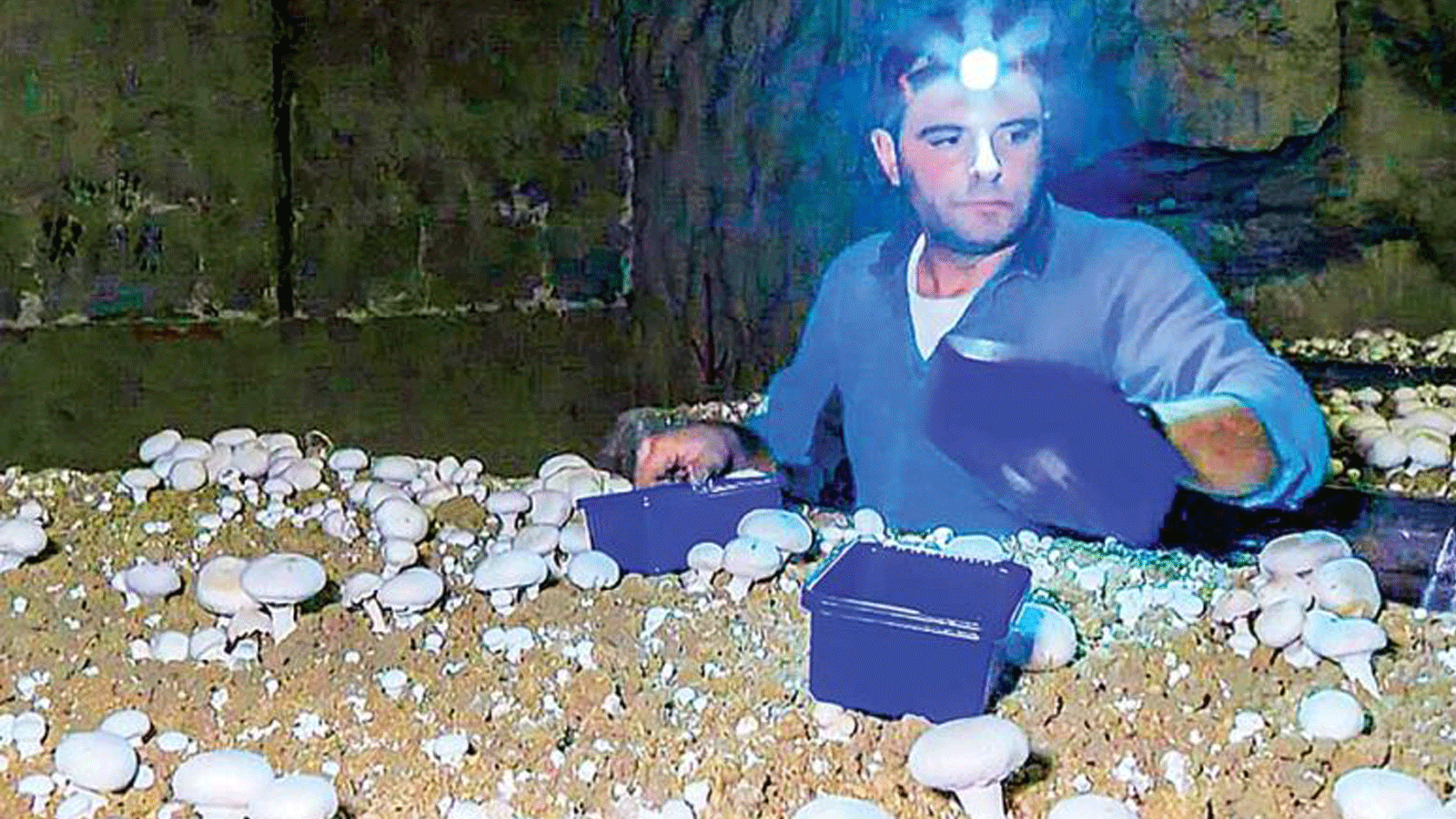 في الوقت الحالي، يحتل فطر باريس جزءاً ضئيلاً من 90 ألف طن يتم إنتاجها في فرنسا كل عام ، وفقًا لأرقام من سوق رونجيس للبيع بالجملة جنوب العاصمة.