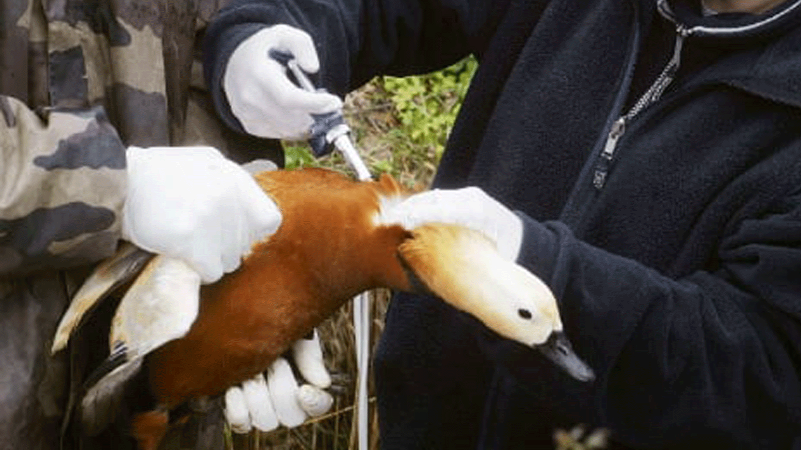 اكتشاف حالة أنفلونزا الطيور في فرنسا لأول مرة منذ عام 2006 بعد الإبلاغ عن تفشي المرض في منطقة دوردوني. حيث تم إطلاق خطة الاستجابة للطوارئ مذاك الوقت.