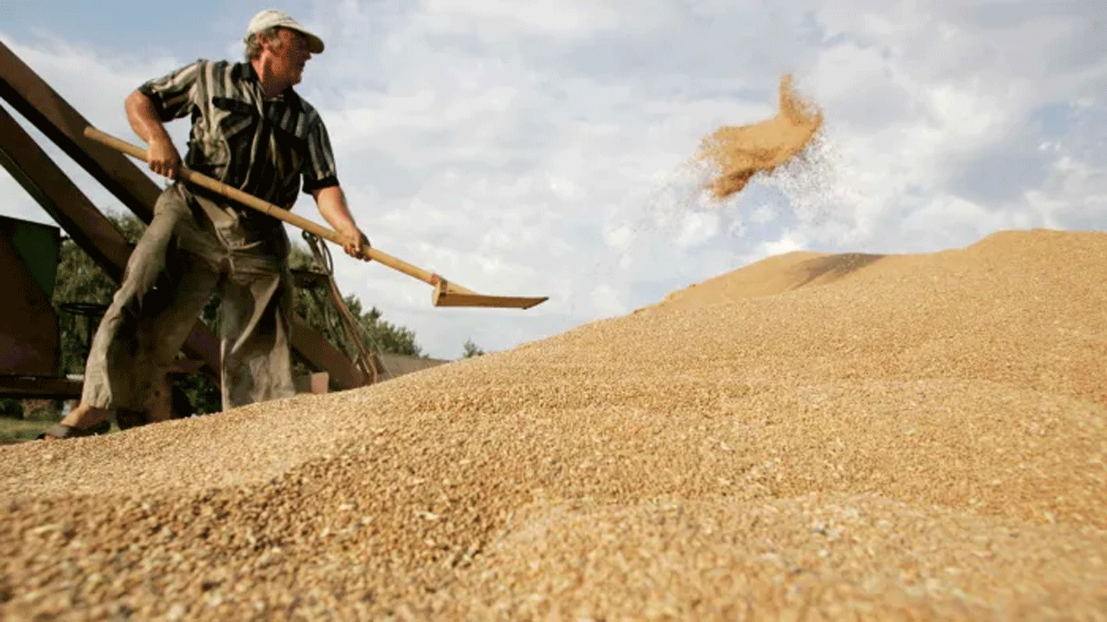 أوكرانيا هي رابع أكبر مصدر للقمح في العالم. صورة تظهر آلة حصادة تقوم بتفريغ حبوب القمح في حقل بالقرب من قرية كراسن، في منطقة تشيرنيهيف، على بعد 120 كم شمال كييف، أوكرانيا، في عام 2019.