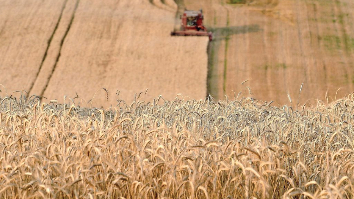 أسعار الحبوب تتأثر دوليًا بالحرب في أوكرانيا