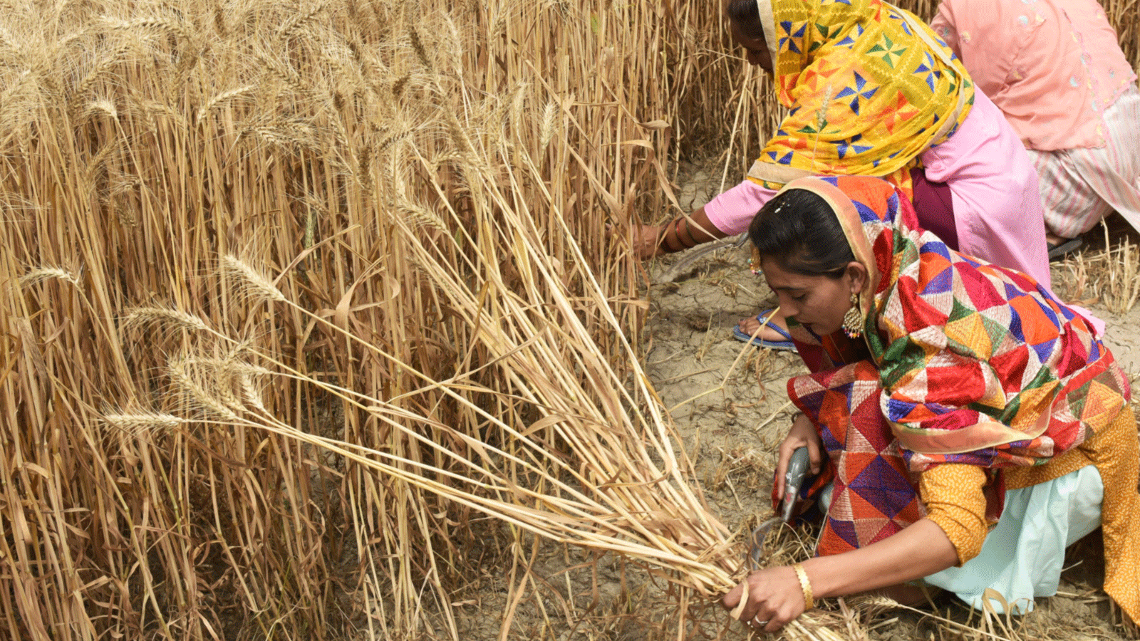 الهند تحظر صادرات القمح و مجموعة السبع قلقة من تفاقم الأزمة