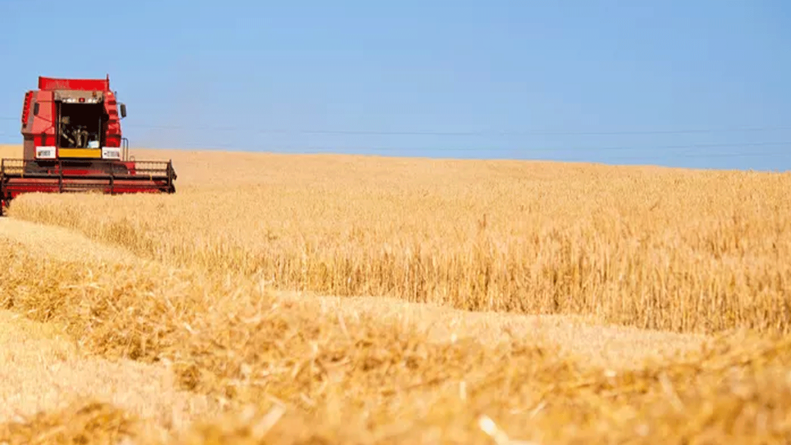 عمليات الحصاد للقمح في أوكرانيا