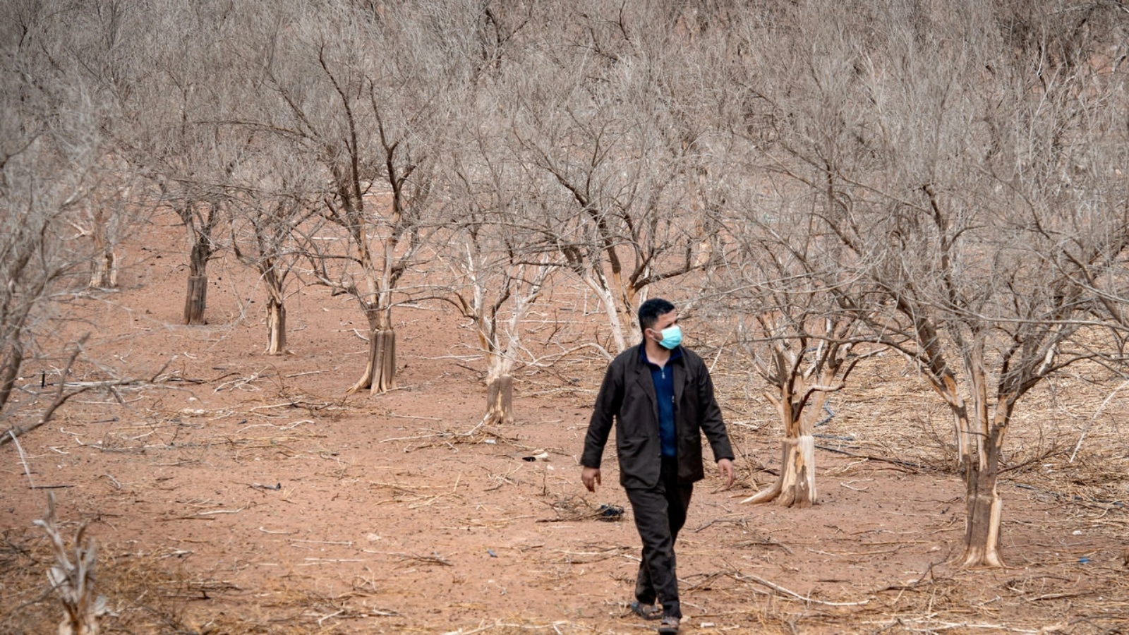 صورة التقطت في 22 أكتوبر 2020 لمزارع يسير بين أشجار برتقال يبست بسبب الجفاف في سهول أغادير جنوب المغرب الذي يشهد أسوأ موجة جفاف منذ 40 عاماً