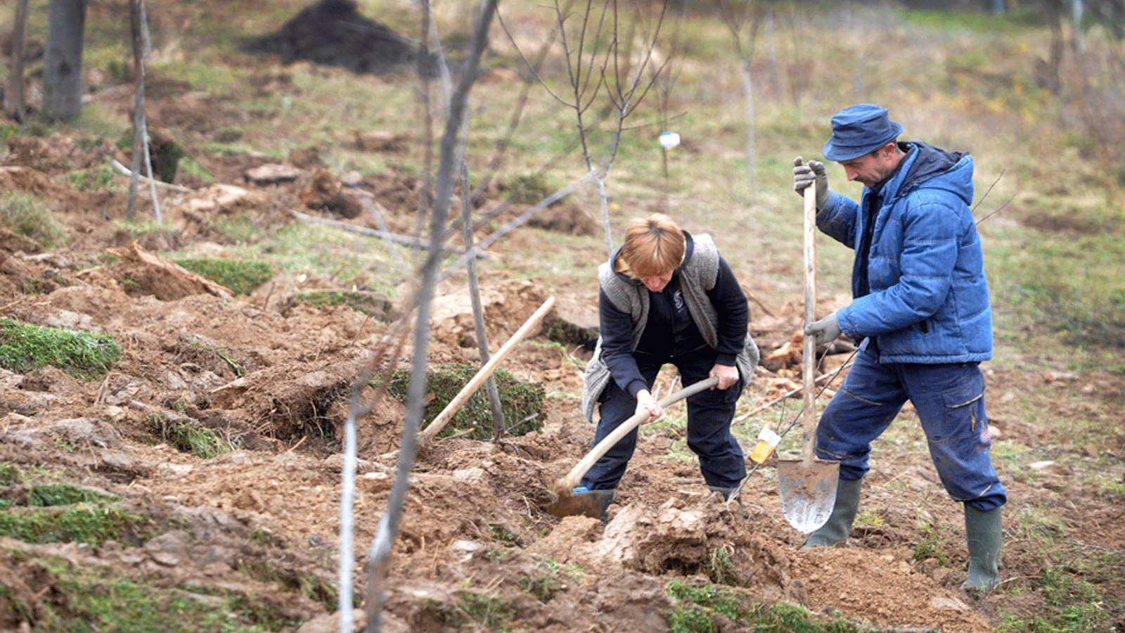 ميودراغ ماركوفيتش وزوجته يلينا يزرعان 300 شتلة من البرقوق في كروبانج، صربيا.(FAO)