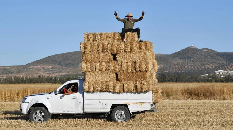رجل يجلس فوق محاصيل القمح في احد حقول منطقة سيدي ثابت بشمال العاصمة التونسية في 13 يونيو 2022