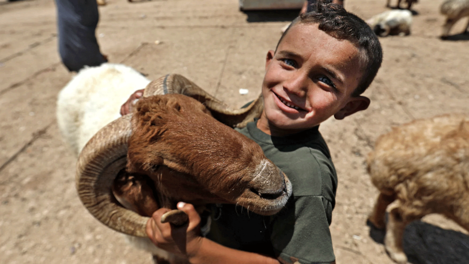 راعي يحمل شاة في سوق للماشية على الحدود التركية السورية 