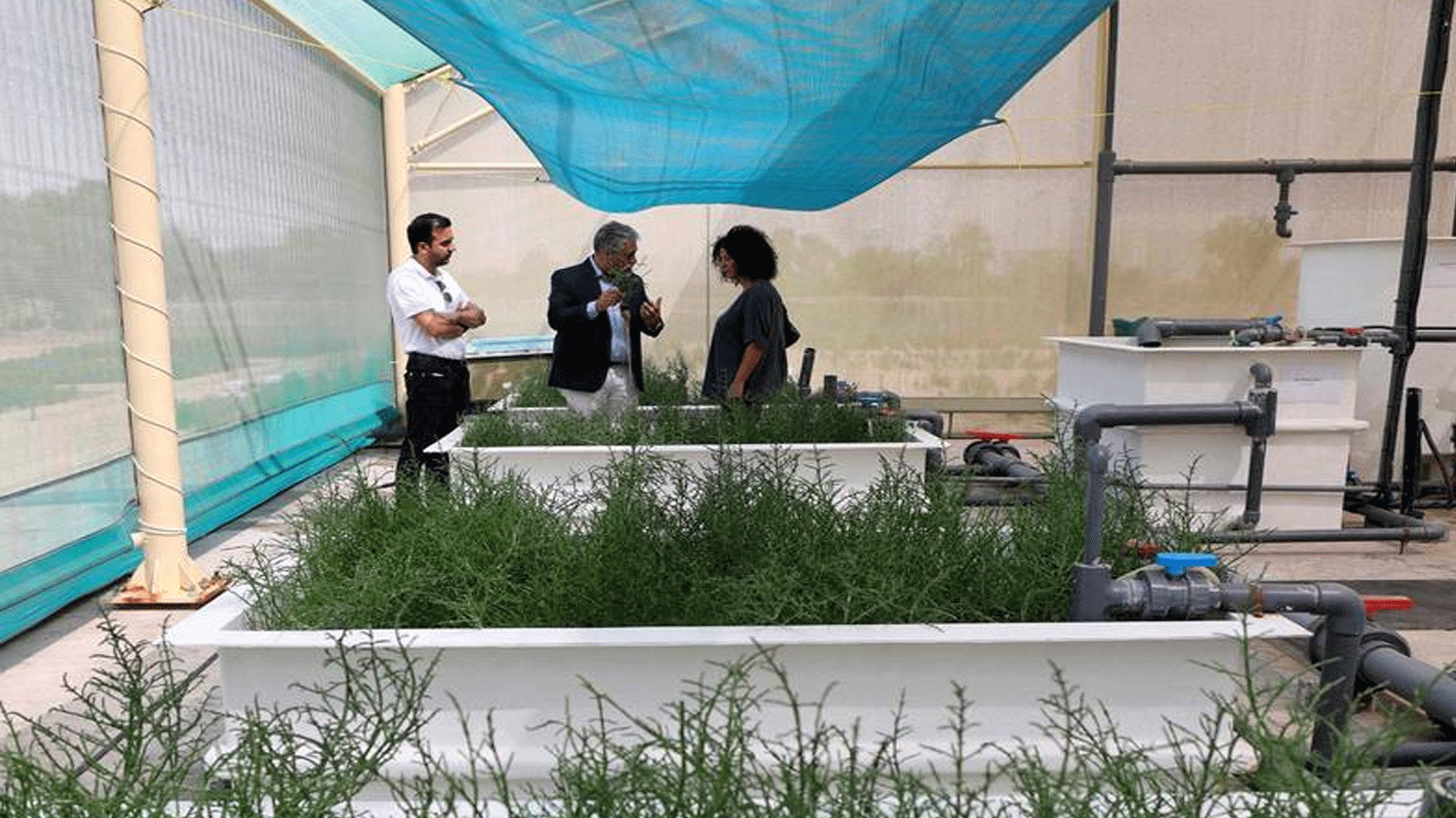 نباتات الساليكورنيا في المركز الدولي للزراعة الملحية في دبي.((ICBA))