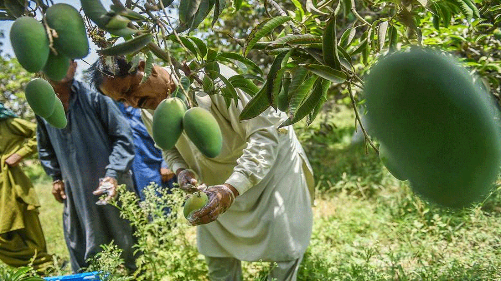 مزارع يقطف المانجو من شجرة في مزرعة خارج مدينة ميربور خاس في مقاطعة السند جنوب باكستان