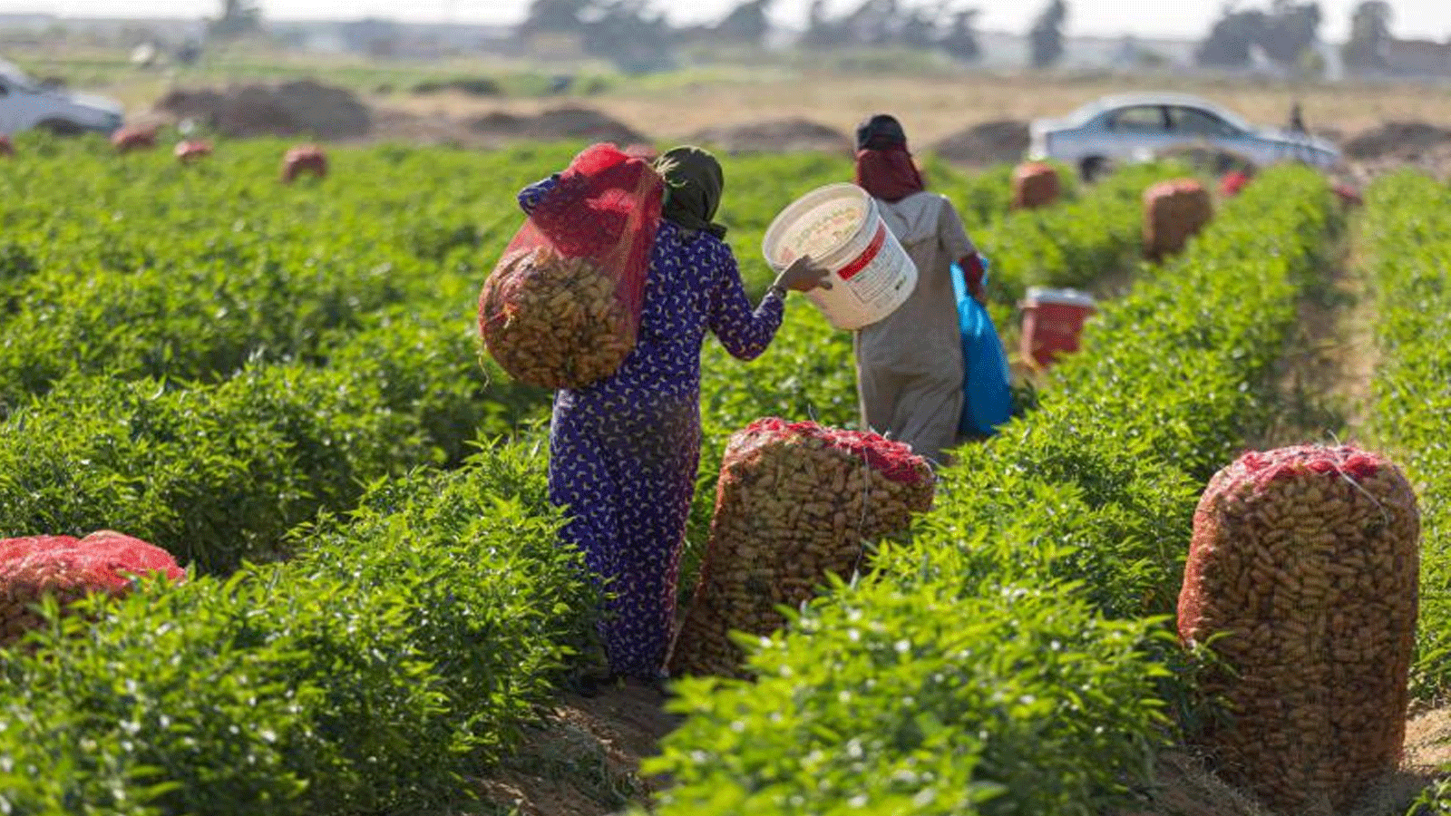 مزارع يجمع محصول الفلفل في الفشن بمحافظة بني سويف المصرية على بعد 150 كيلومترًا جنوب العاصمة.