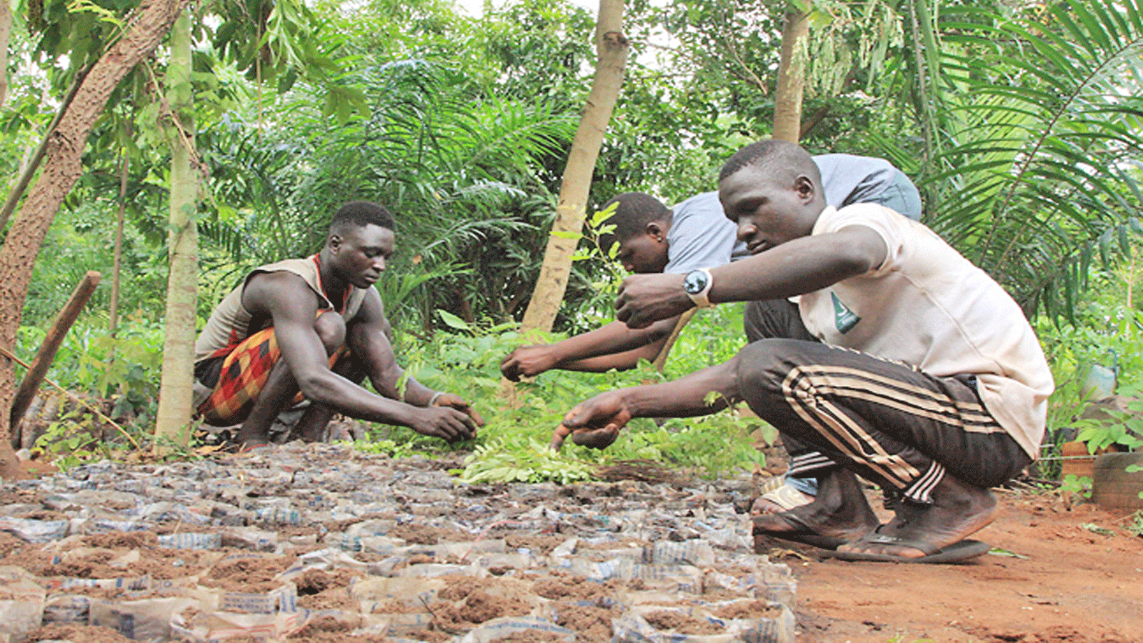  موظفو شركة Reboisons vite le Togo (RVT) يقومون بإعداد الشتلات لإعادة زراعتها.