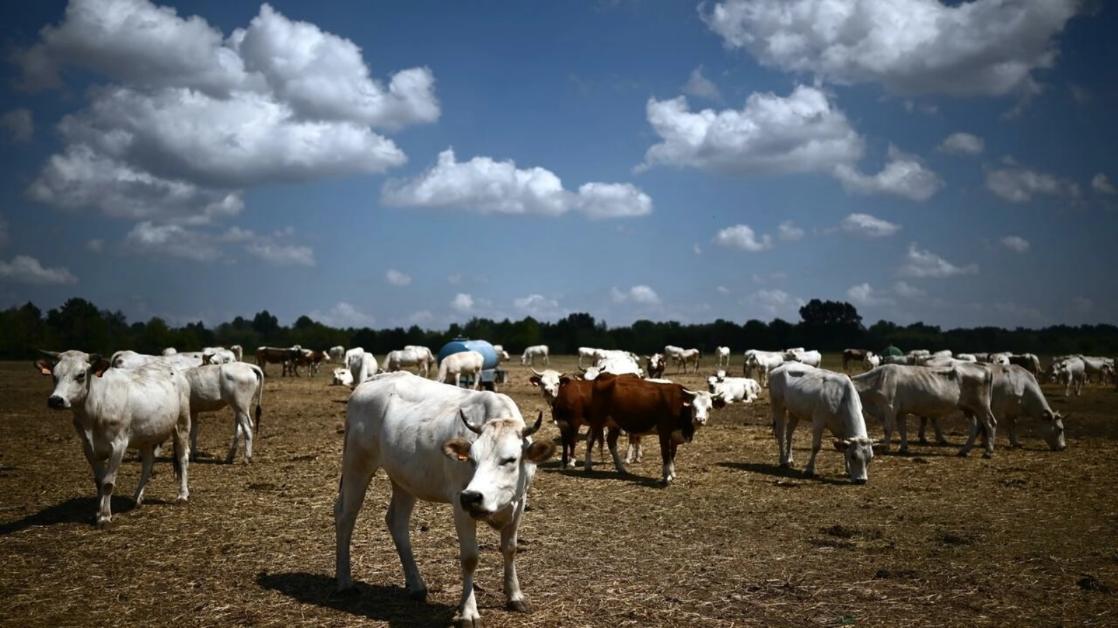 بعض أبقار بييدمونت في مزرعة في شمال غرب إيطاليا
