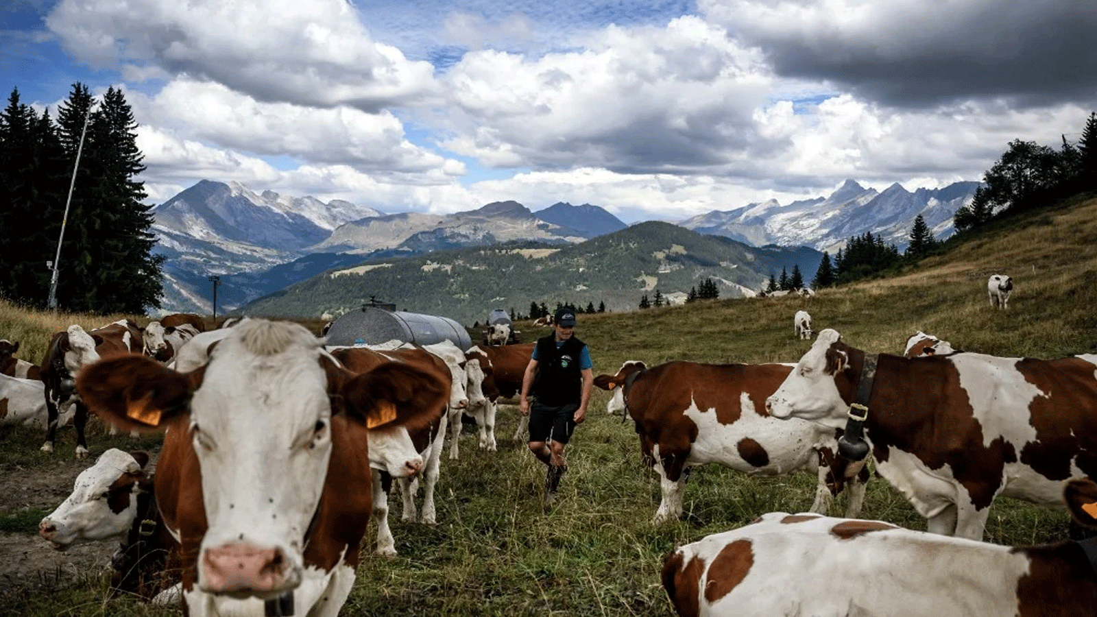 منتج جبن يسير بين قطيعه من الأبقار في مراعي جبال الألب فوق لا كلوساز في 22 آب\أغسطس 2022.