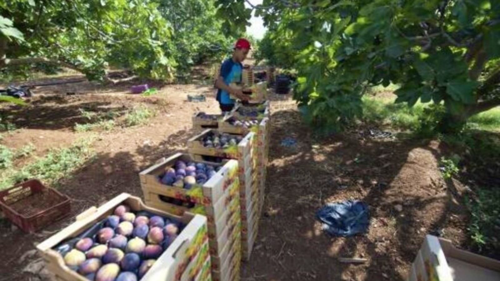 نجل مزارع يحضّر التين المخصص للتصدير في بلدة دجبة التونسية بتاريخ 19 أغسطس 2022