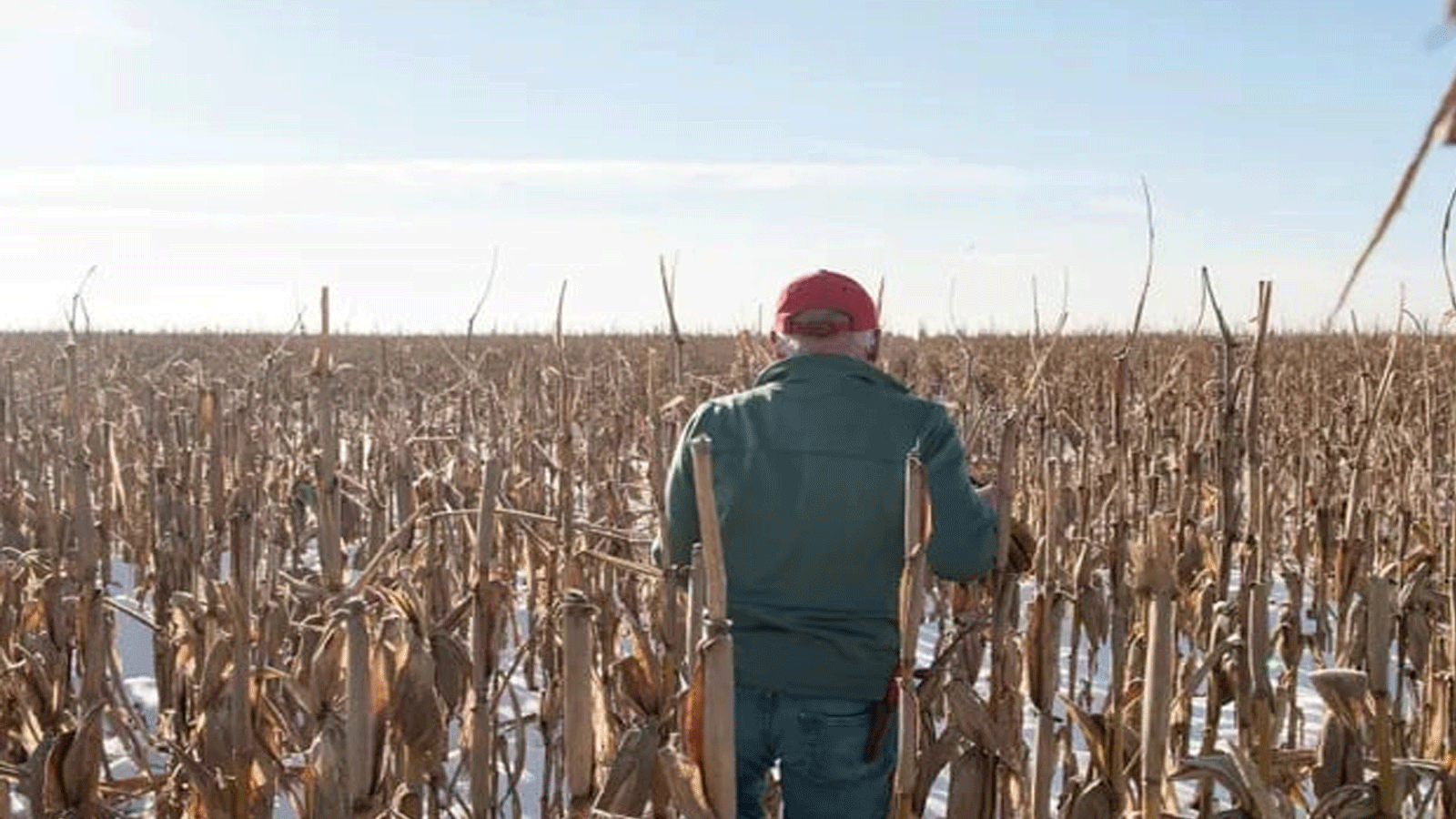 مزروعات أتلفها الجفاف في الوسط الغربي الأميركي