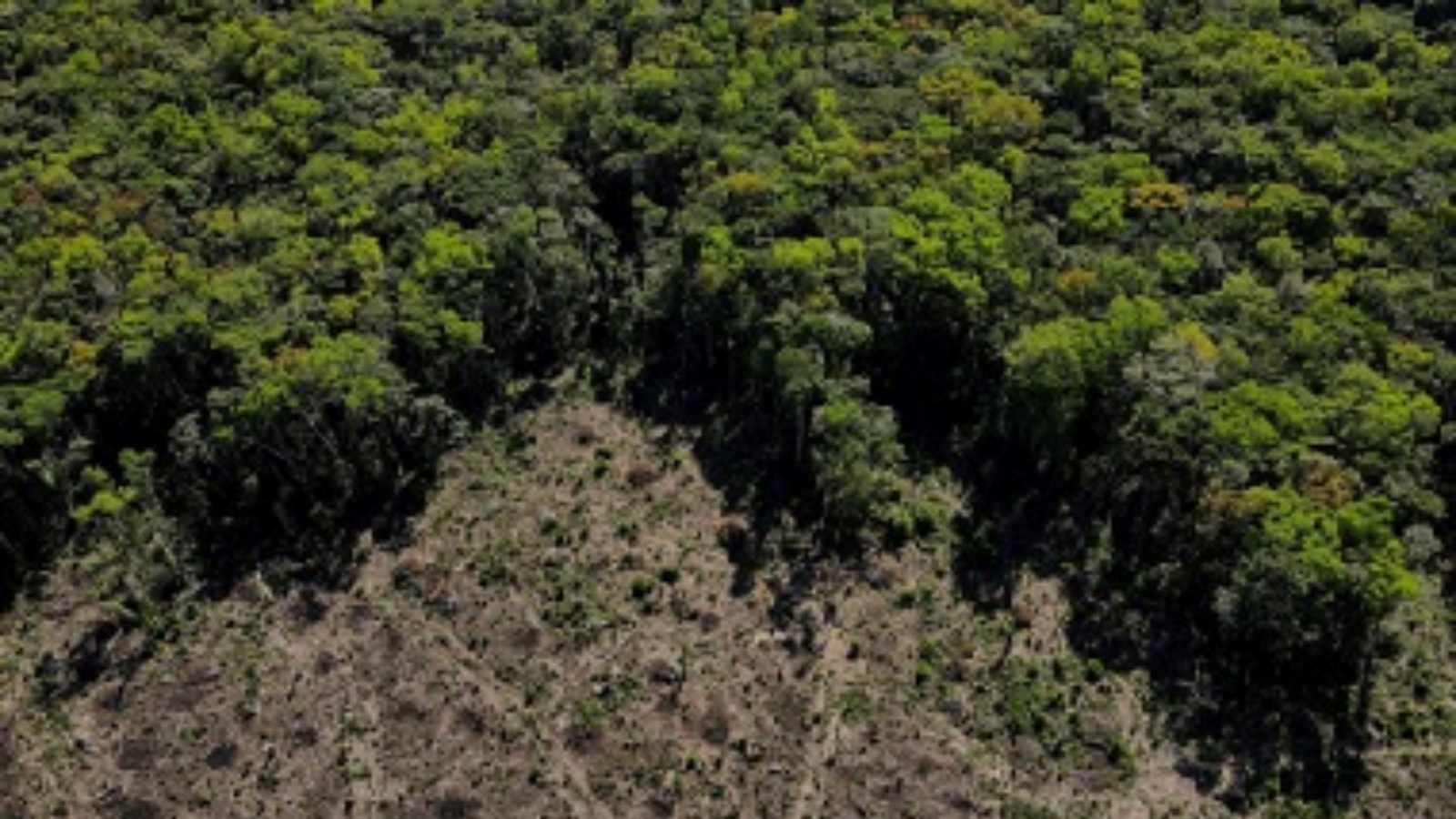 إزالة الأشجار في غابات الأمازون