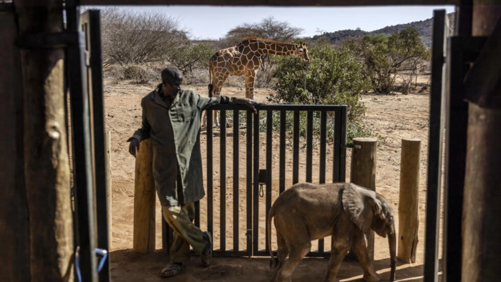 زرافة برية ترعى بجوار منطقة الحجر الصحي لعجول الأفيال في Reteti Elephant Sanctuary في سامبورو التي ضربها الجفاف، كينيا في أكتوبر 2022