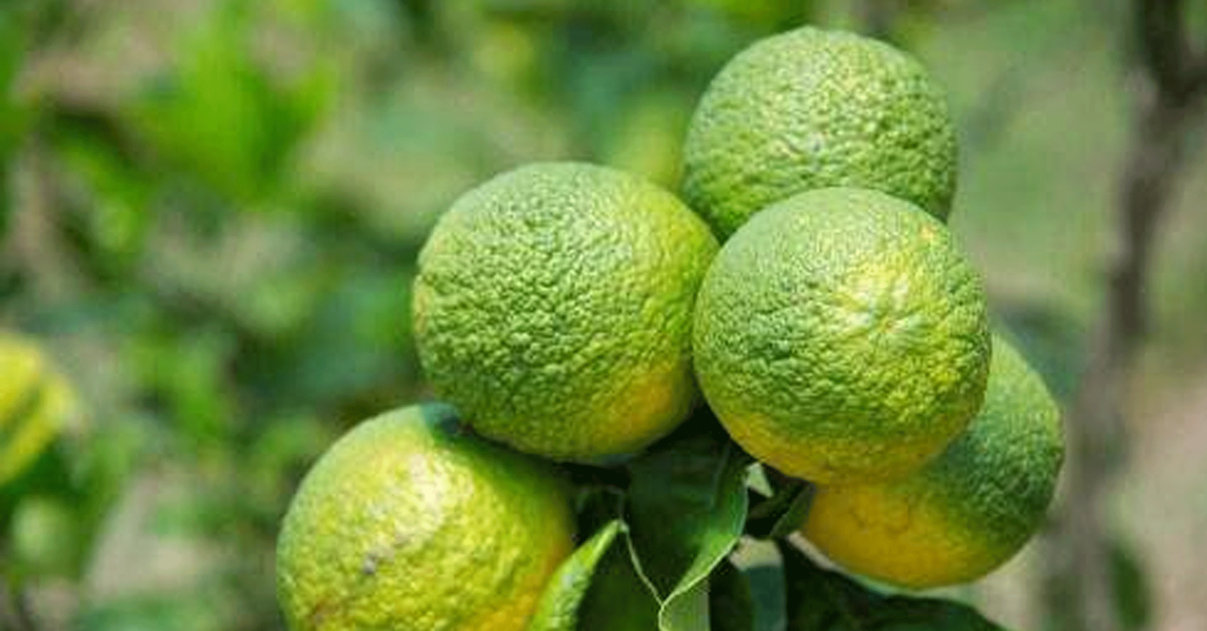 صورة التُقِطت في 09 نيسان\أبريل 2018، لثمار الحمضيات المصابة بمرض تخضير الحمضيات في المركز الفرنسي للبحوث الزراعية للتنمية الدولية (CIRAD)