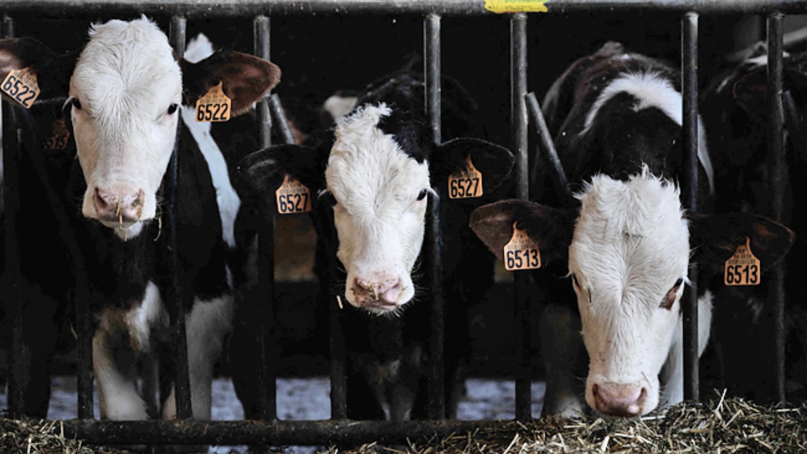 أبقار تقف في حظائرها في مزرعة عائلة Guerin، التي تنتج الميثان الحيوي، في Beaumontois-en-Perigord، فرنسا