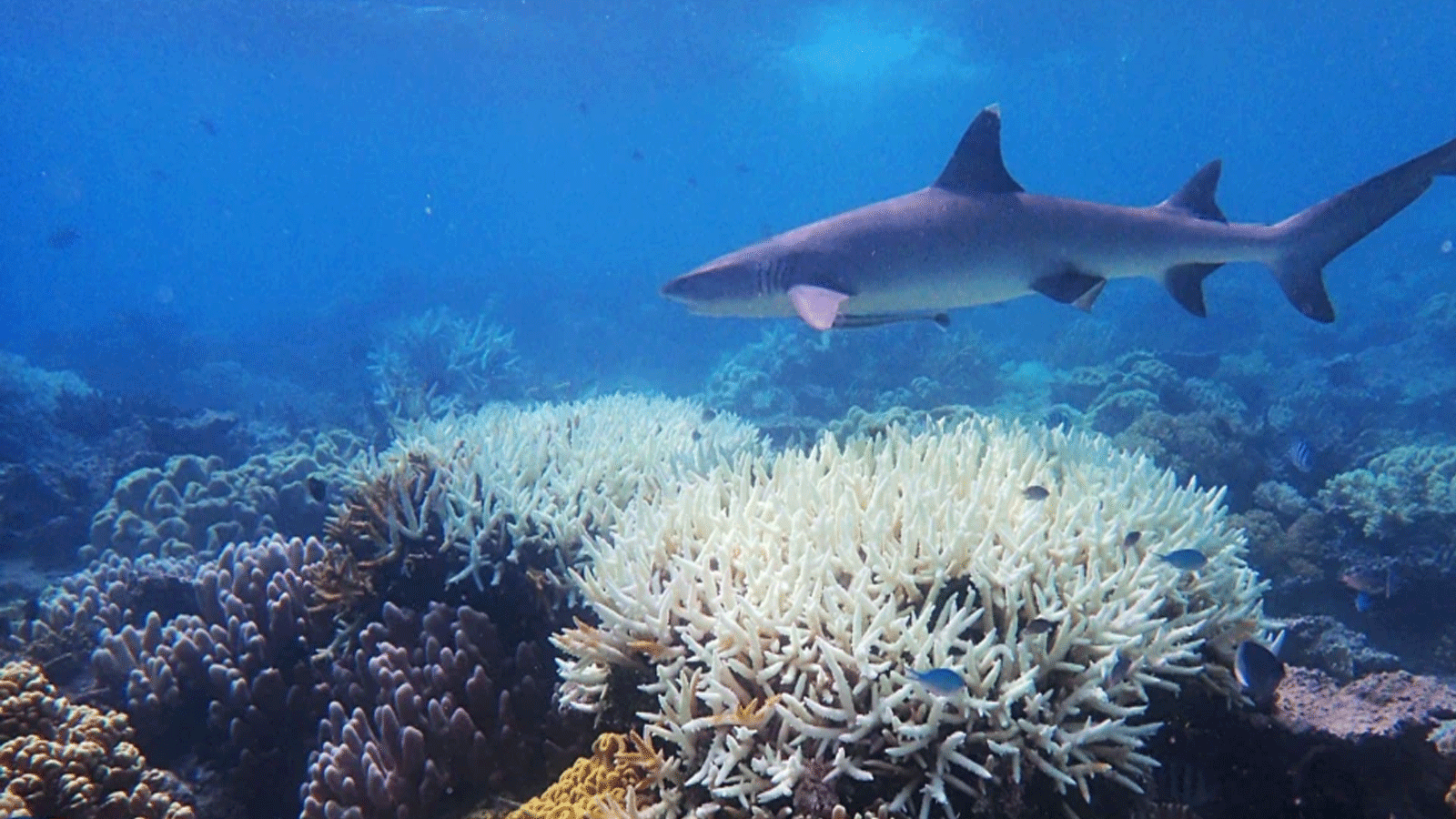 الحاجز المرجاني في أستراليا