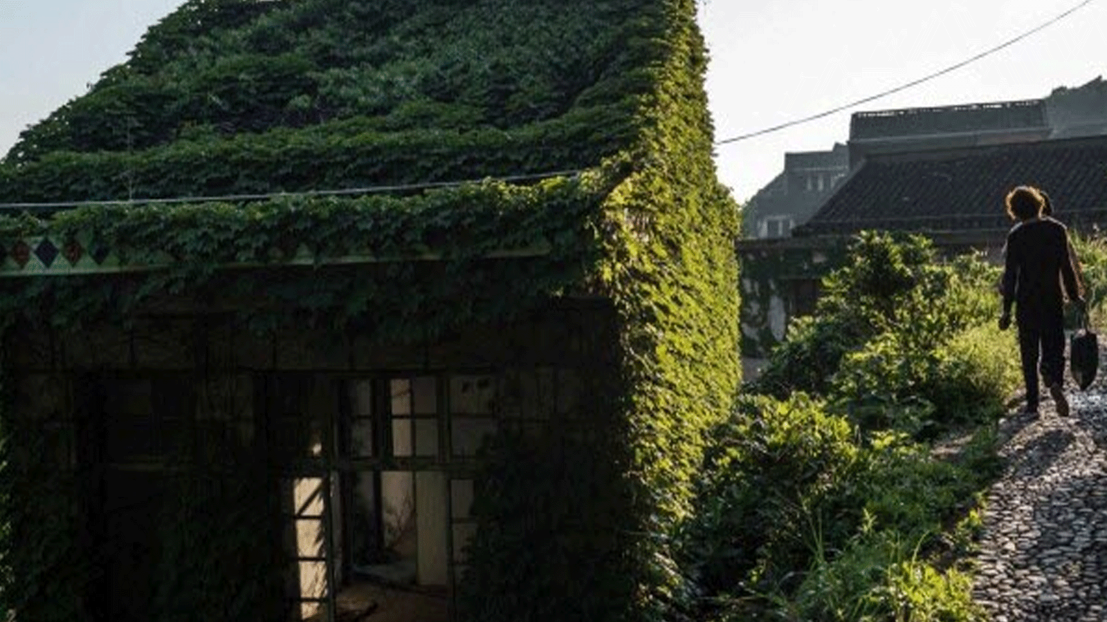 الأعشاب تغطي المباني غير المكتملة في الصين