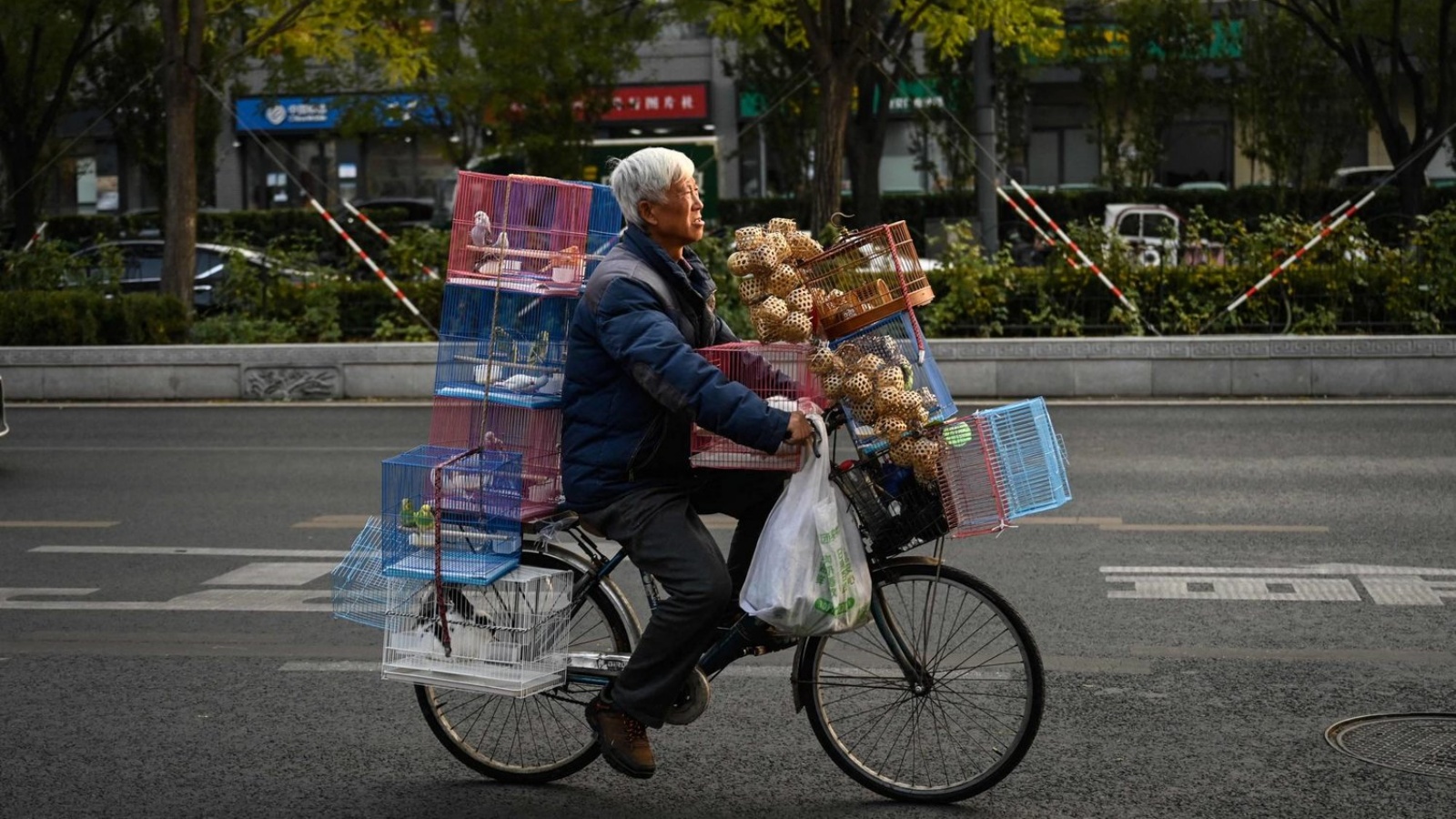عجوز يحمل أقفاص طيور على دراجته في أحد شوارع العاصمة الصينية بكين 
