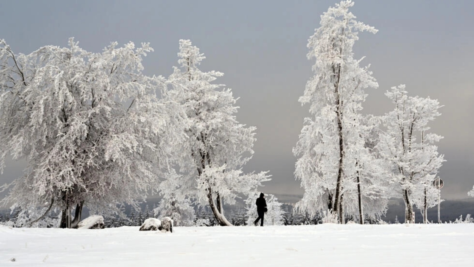 رجل يسير قرب أشجار غطتها الثلوج في جبل كاهلر أستن بالقرب من وينتربرغ، غرب ألمانيا في 1 ديسمبر 2023 