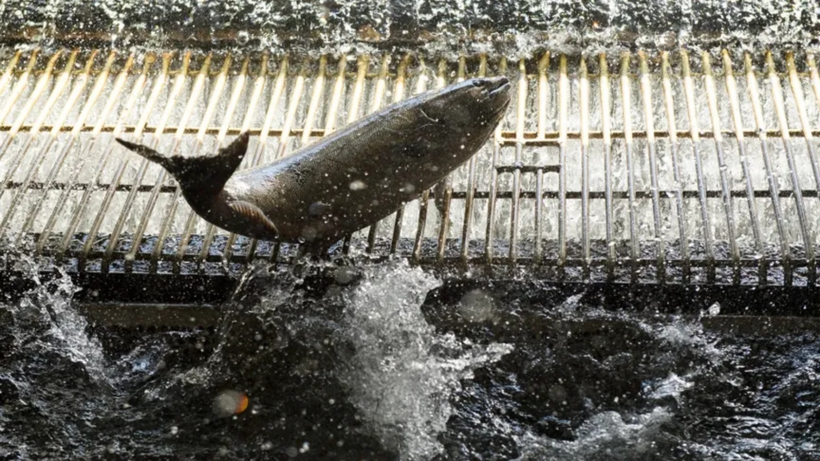 سمك السلمون من نوع شينوك قبل أن يتم وضع علامة عليها في مفرخ نهر الريش التابع لإدارة الأسماك والحياة البرية بكاليفورنيا الأميركية. 27 أيار (مايو) 2021