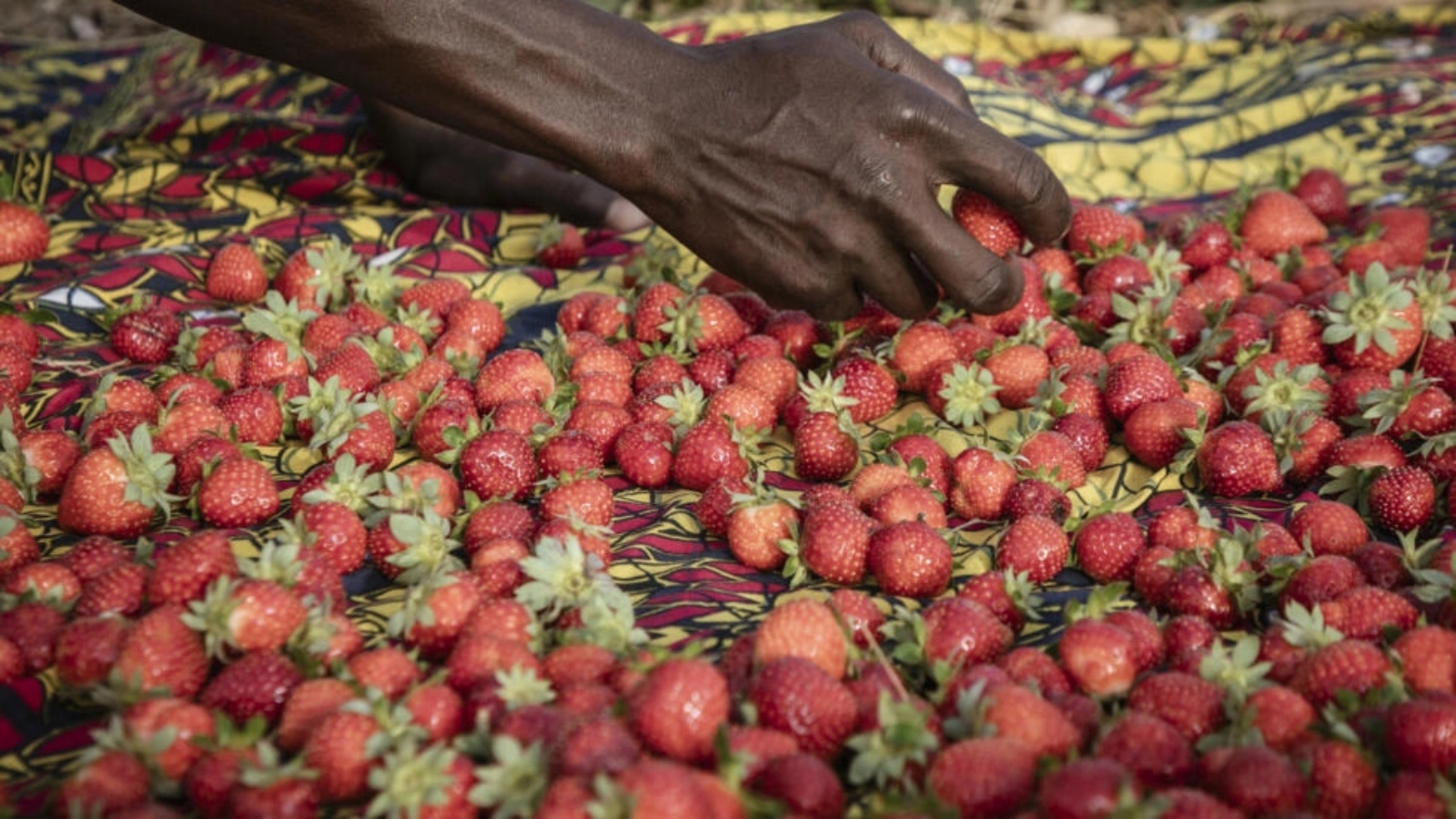 كمية من الفراولة جاهزة للبيع في ضواحي واغادوغو في بوركينا فاسو بتاريخ 28 آذار (مارس) 2024 