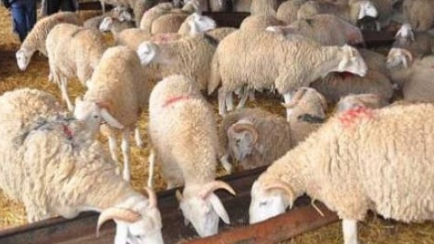 وزارة الفلاحة المغربية تكشف أرقامها حول دعم استيراد المواشي