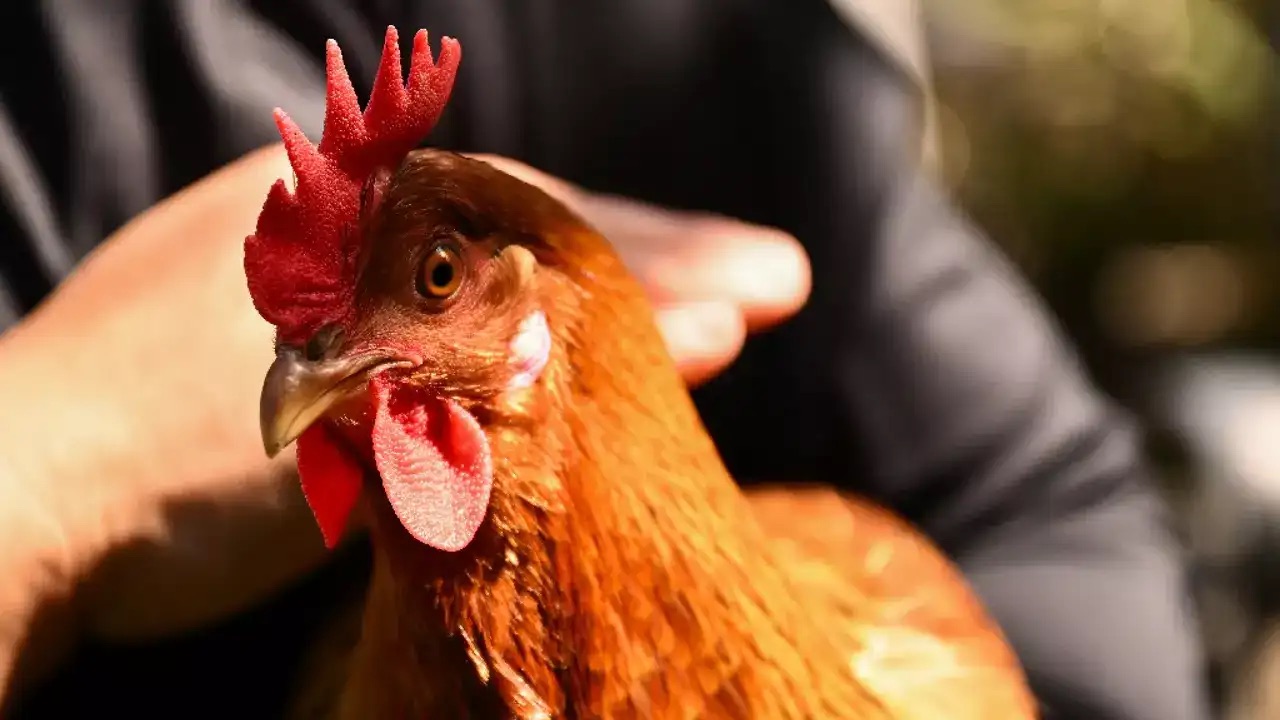 يغري العديد من الشركات الأميركية المستهلكين بدواجن للإيجار طمعاً بتناول بيض طازج