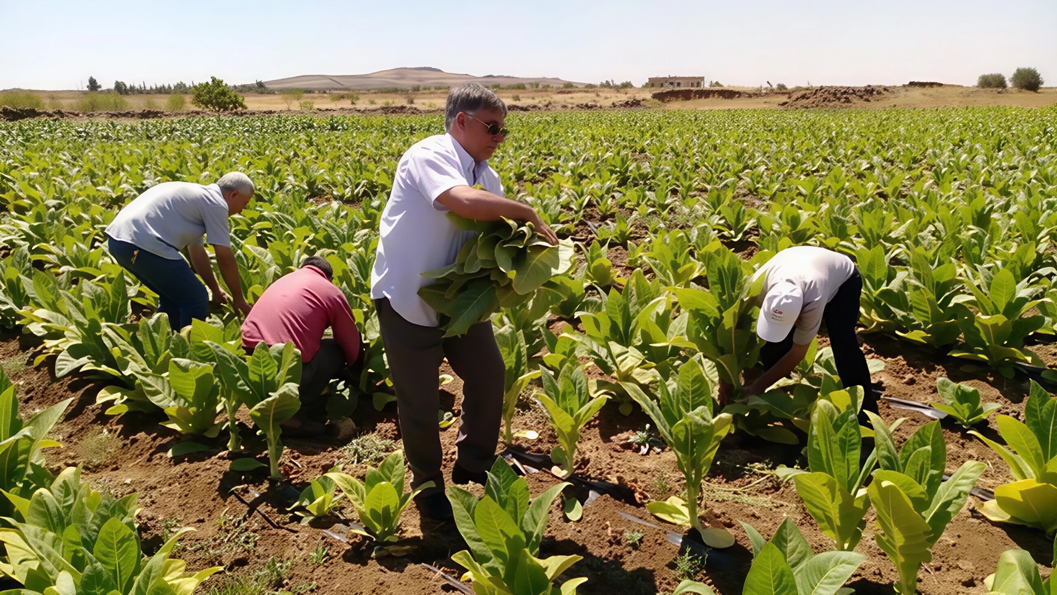 محصول التبغ في سوريا