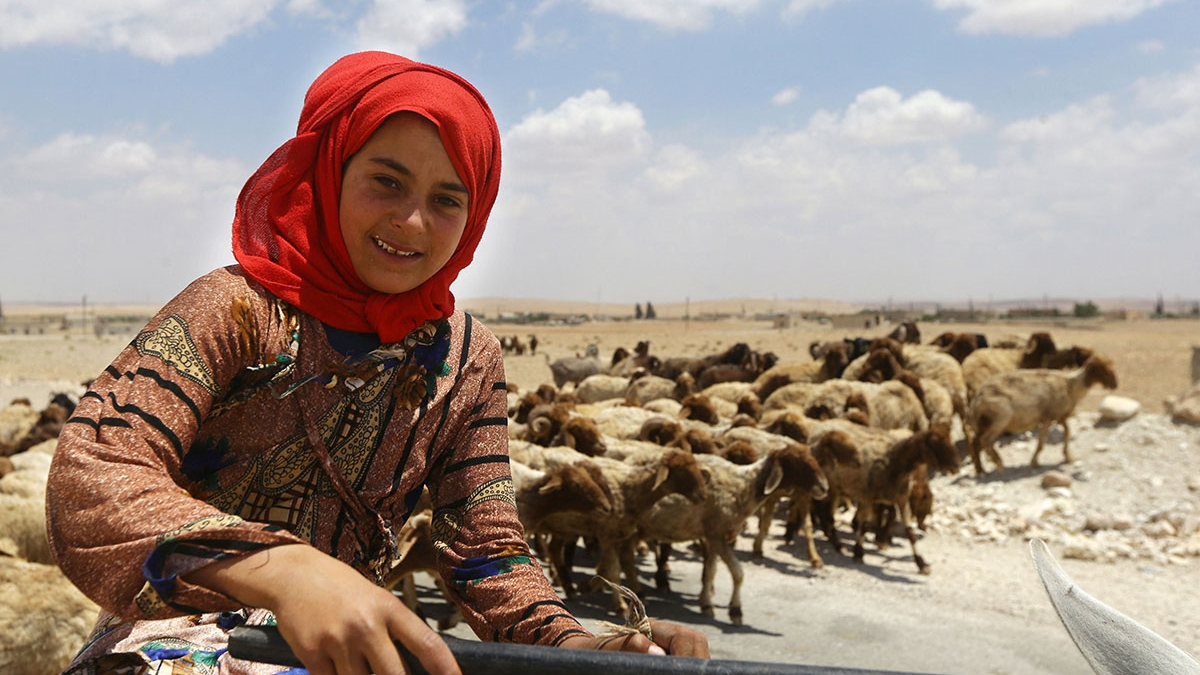 سورية تقود قطيعاً من الأغنام في حماة
