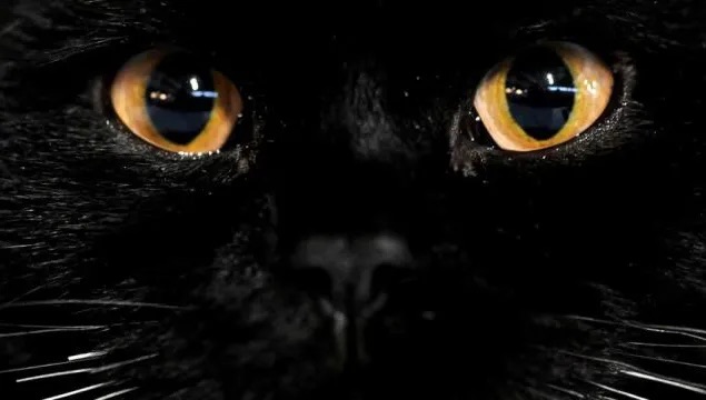 تشكل القطط مادة دسمة للمعتقدات الخرافية