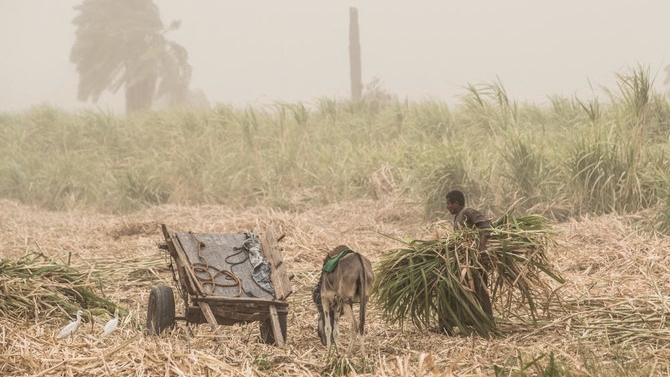 يبدأ موسم كسر القصب في مصر في كانون الثاني (يناير) من كل عام