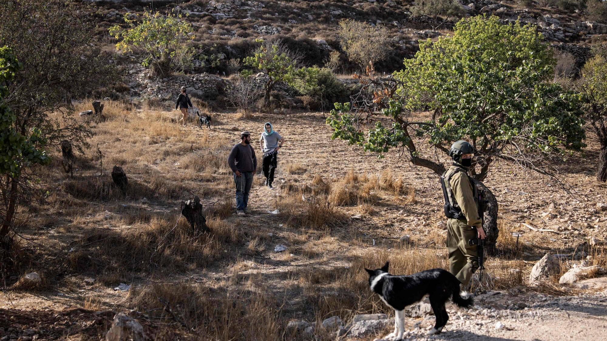 مستوطنون وجنود إسرائيليون يقفون في حقل بينما يُمنع المزارعون الفلسطينيون من قطف الزيتون بقرية سعير قرب مدينة الخليل بالضفة الغربية