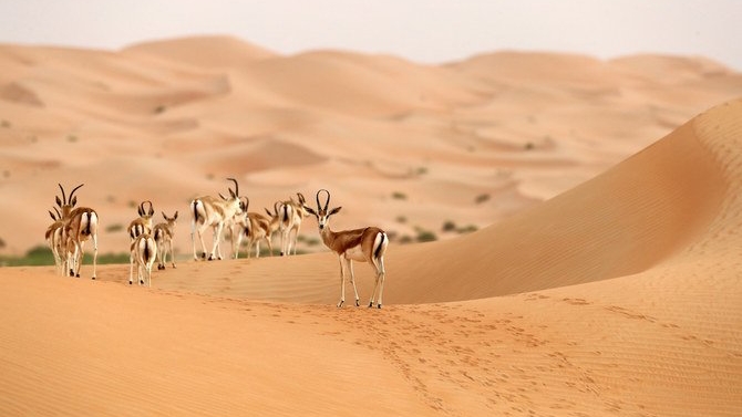 دور المحميات يتجلى في حماية المنظومات البيئية المتكاملة وتوفير الملاذات الآمنة للكائنات الحية المهددة بالانقراض