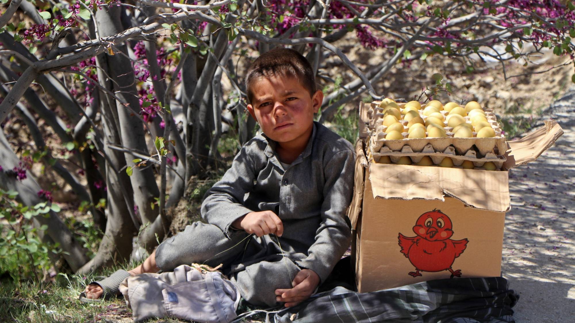 صبي أفغاني يبيع البيض في شاريكار