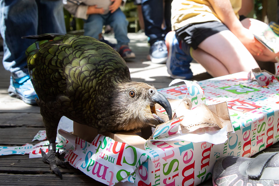 بالصور: الحيوانات أيضا تحصل على هدايا الكريسماس
