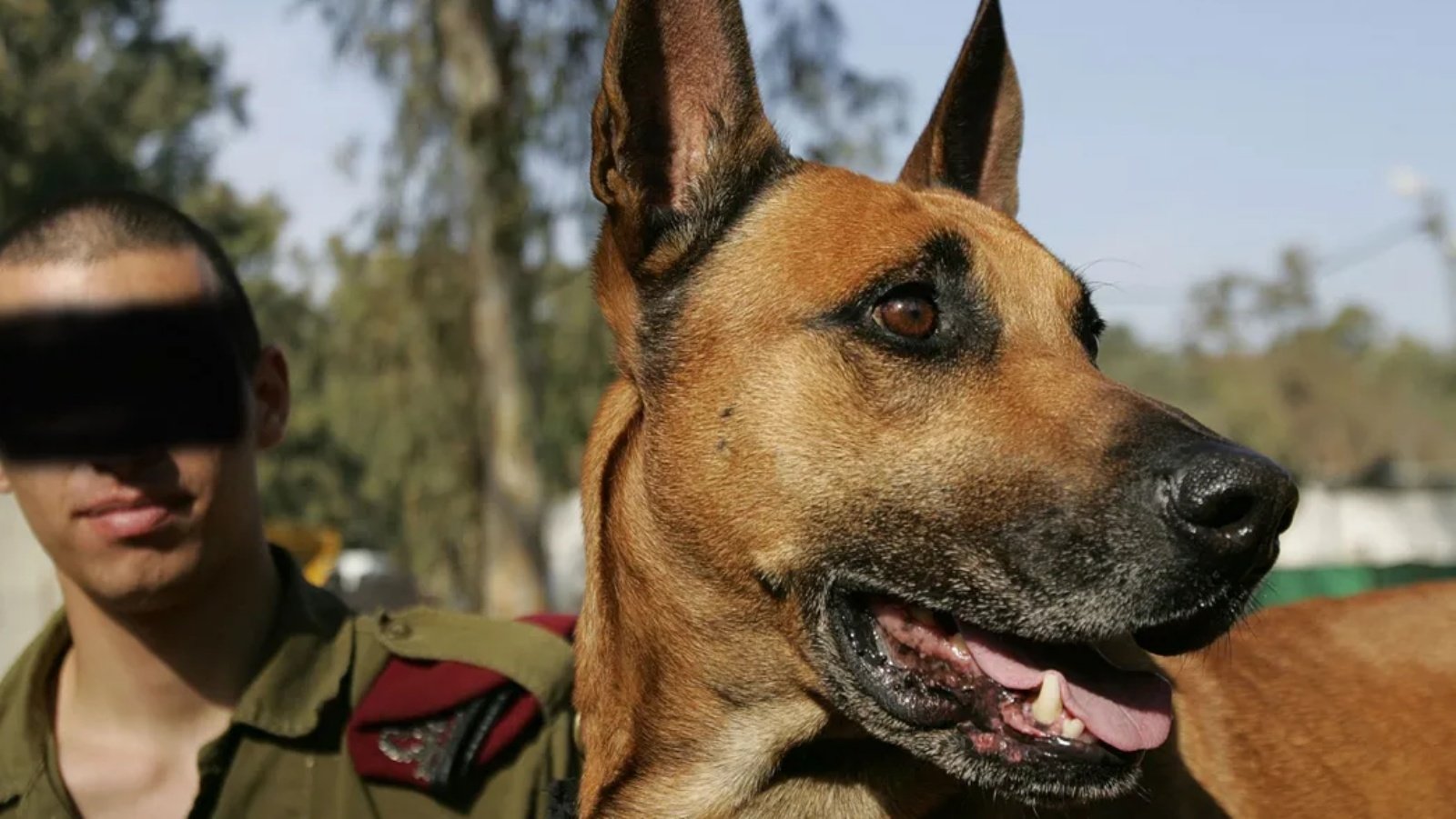 كلب تابع للجيش الإسرائيلي