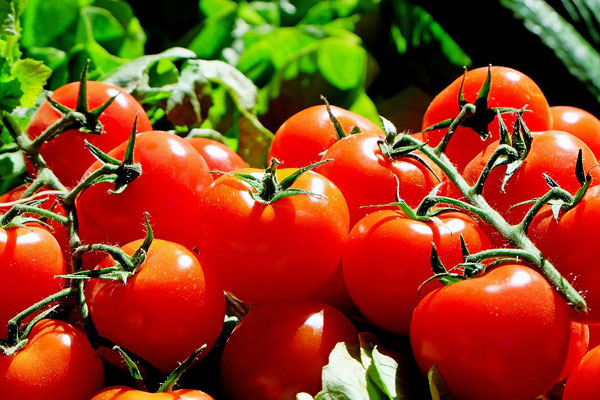 خمسة أسباب تؤكد أهمية أكل الطماطم باستمرار