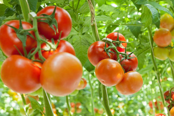 خصائص الطماطم وفوائدها
