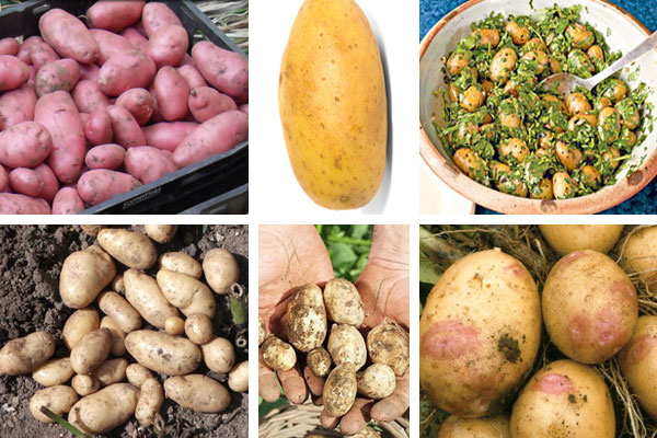 أنواع من البطاطا
