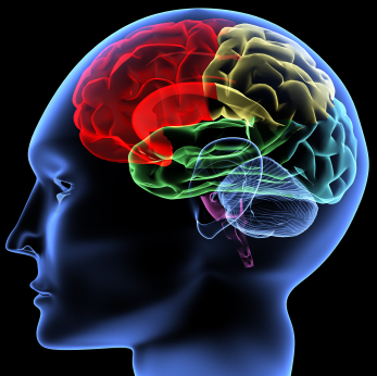 صورة تفصيلية لأقسام الدماغ