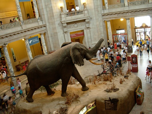 متحف التاريخ الطبيعي 