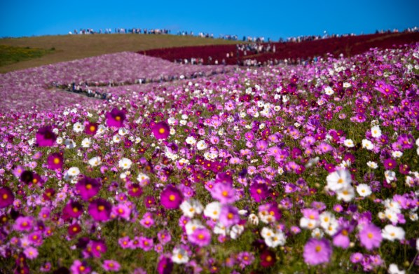 سجادة من الورود الليلكية