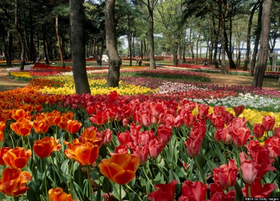 مرج من ورد التوليب