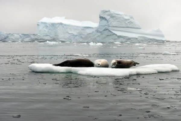 أكبر محمية بحرية في العالم تقام في انتاركتيكا