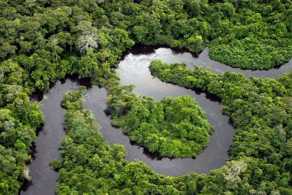 غابات الأمازون 