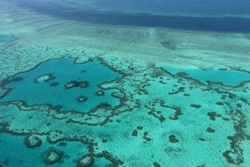 استراليا: الحاجز المرجاني العظيم ليس في طريقه الى الزوال
